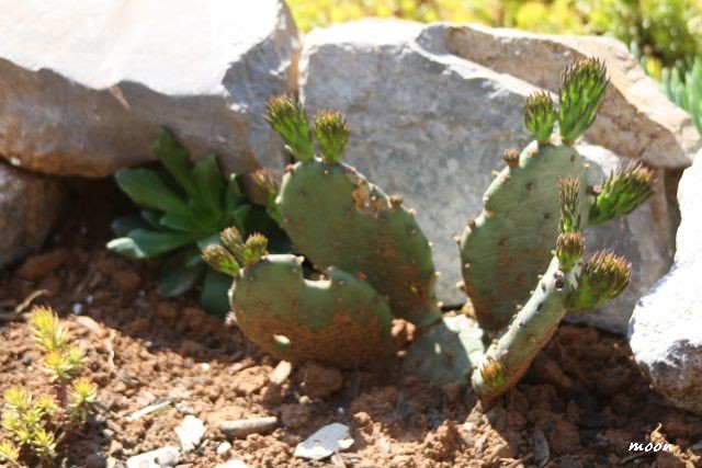 Opuntia compresa i Lewisia